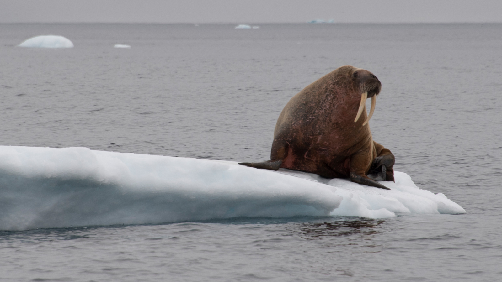 A walrus perches on a large slab of ice.